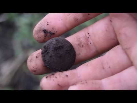 Видео: Whites Spectra vx3 Знакомство .Старый Прибор  борозды не портит.