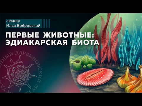 Видео: Первые животные: эдиакарская биота