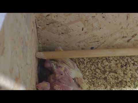 Видео: Генетика окрасов корелл