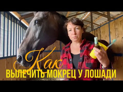 Видео: Как вылечить мокрец у лошади