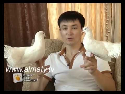 Видео: Таңғы Алматы - құс