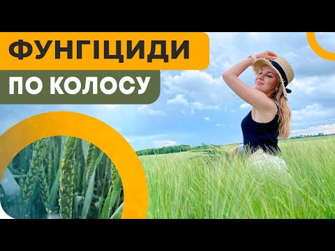 Видео: ФУНГИЦИДЫ ПО КОЛОСУ🌾. КОГДА ЭТО ЭФФЕКТИВНО❓