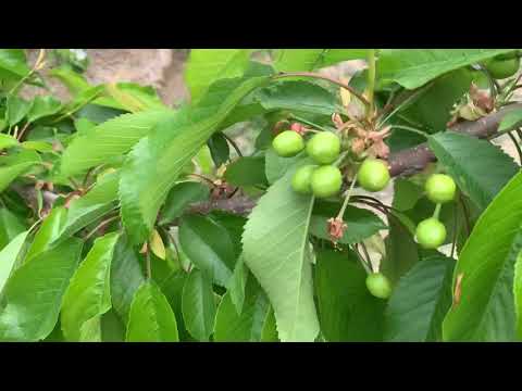 Видео: Гилас (черешня) интенсивный баг