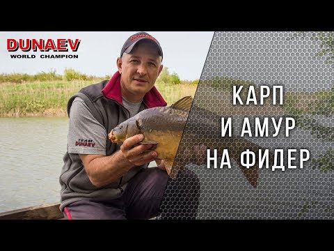 Видео: Ловля карпа и амура на фидер