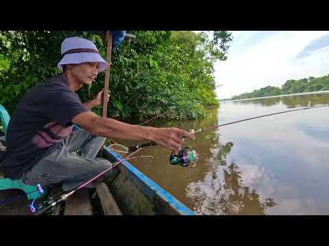 Видео: Ловя креветок в естественной реке, я поймал много крупных креветок.