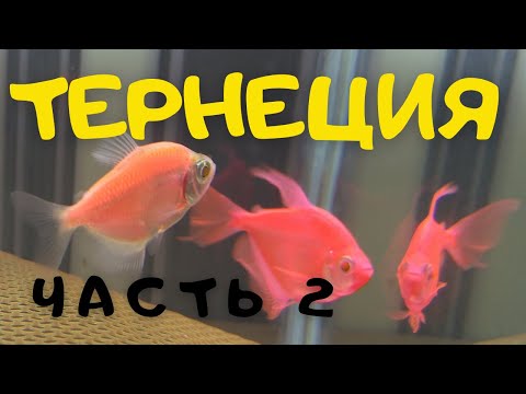 Видео: РАЗВЕДЕНИЕ ТЕРНЕЦИЙ ГЛОФИШ ЧАСТЬ 2