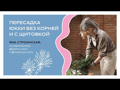 Видео: Пересадка Юкки без корней и с щитовкой