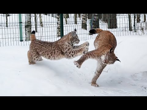 Видео: БЕШЕНАЯ ПРОГУЛКА С РЫСЯМИ / Мейн-кун Мелисса и котята - день четвертый