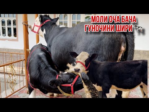 Видео: Моли оча бача гуночин шири нав ба фуруш баромад 7 ноября 2024 г.