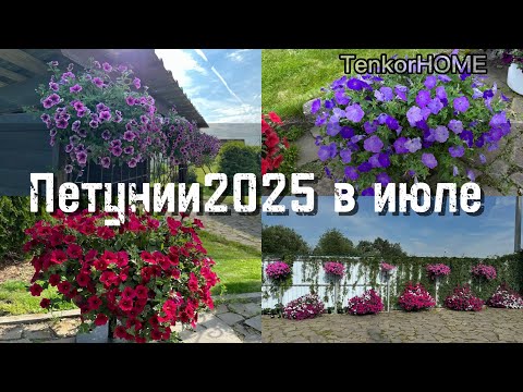 Видео: 15 июля 2025 г. Обзор петуний