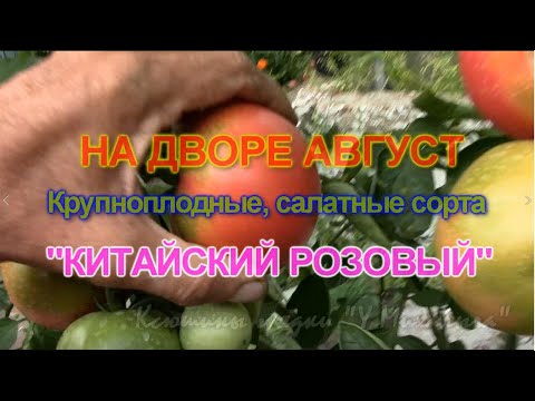 Видео: На дворе Август.  "Китайский розовый"