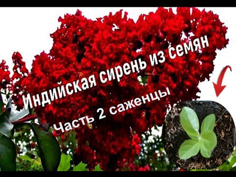 Видео: Лагерстремия - Индийская сирень посев семян в январе. Часть 2 результат