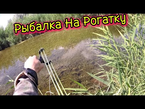 Видео: Рыбалка с Рогаткой: Искусство прицельной ловли! #рыбалканарогатку#fishing#2024 #slingshot #top #рыба