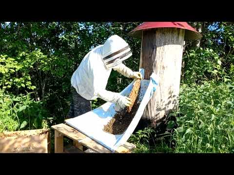 Видео: Заселение роя в колоду.