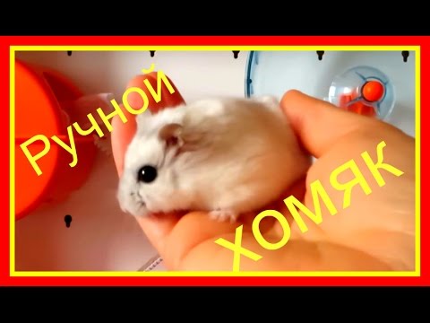 Видео: ❤️Как приручить джунгарского хомячка🐹к рукам🙌Чтобы хомяк☝️не кусался✔️ #Хомяки