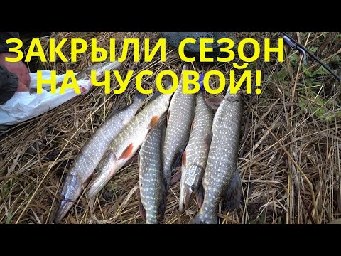 Видео: УСПЕШНОЕ ЗАКРЫТИЕ СЕЗОНА НА РЕКЕ ЧУСОВОЙ. РЫБАЛКА НА СПИННИНГ. ОСЕНЬ 2020.