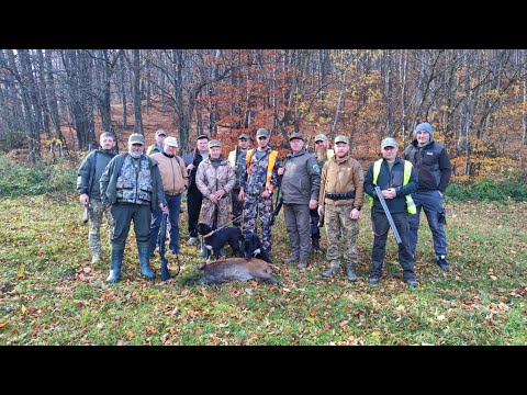 Видео: Регулювання чисельності дикого кабана та хижака в Карпатах 