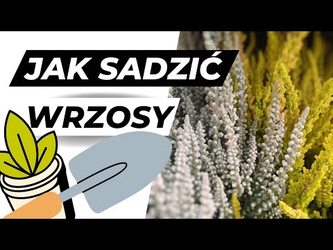 Видео: Как сажать вереск? Узнайте секреты выращивания кустарников