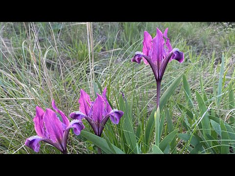 Видео: Ике аккош - Наиля Габдуллина 🍃❤️