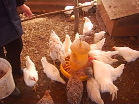 Видео: Паразиты глисты у кур\ Таблетки АЛЬБЕН
