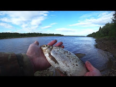 Видео: РЫБАЛКА НА ДОННУЮ СНАСТЬ. РЕКА ВЫЧЕГДА. РЫБАЛКА 2019.