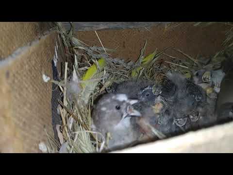 Видео: Обнаружил мутацию при переноске зебровых амадин в зимник.