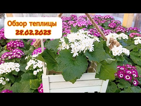 Видео: Обзор теплицы 28 февраля 2023
