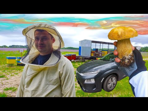 Видео: Грибна пасіка - знайшли здоровенного гриба