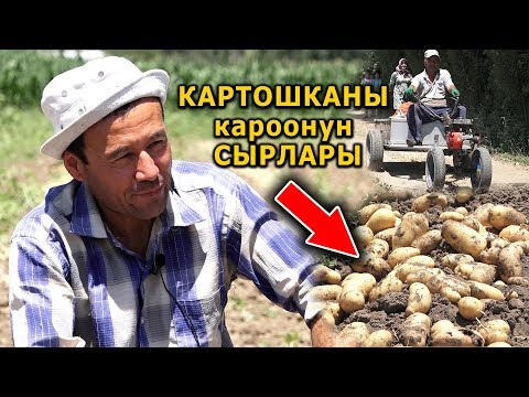 Видео: КАРТОШКА || 25 СОТЫХТАН  канча  АКЧА тапса БОЛОТ?