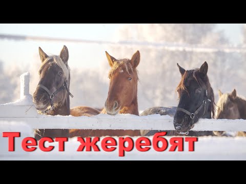 Видео: Тестируем жеребят.