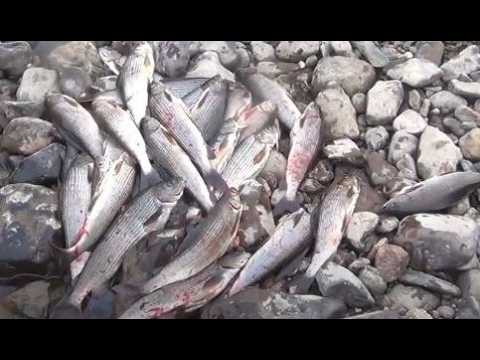 Видео: Ведро Хариуса!!! С РУЧЬЯ ТАЙГИ!! С одной Золотой точки!!! Жизнь ОТШЕЛЬНИКА в СИБИРИ 2025 Рыбалка