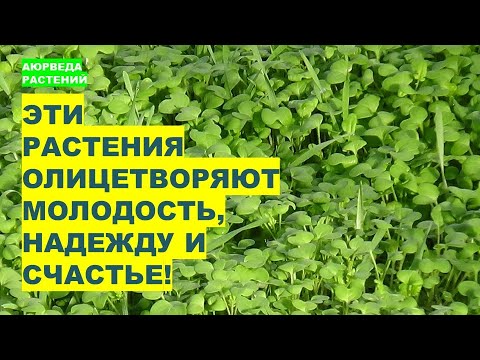 Видео: Какие Растения Олицетворяют Молодость, Надежду и Счастье?