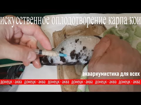 Видео: как искусственно  развести карпа кои, что будет, оплодотворение икры карпа, нерест,  Amazing idea