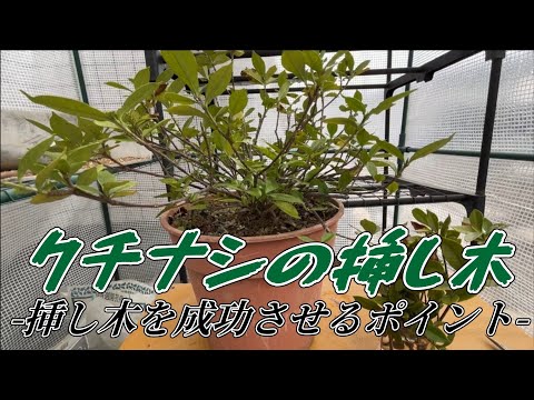 Видео: Ключевые моменты для успешного черенкования! [Черенки гардении] Ключевые моменты для успешного че...