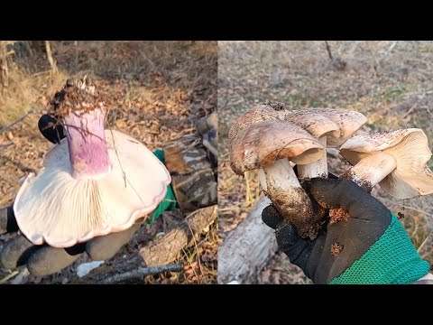 Видео: Синеножка и подтопольники в любое время