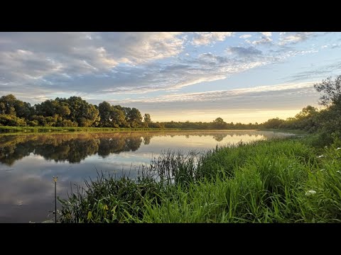 Видео: Рыбалка на Березине. Окуни, Щука, Лещ и много мелочи.