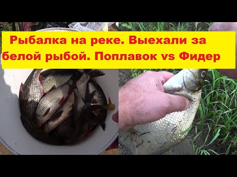 Видео: Рыбалка на реке Гауя. За белой рыбой. Поплавок vs Фидер. Cope Gaujā. Pludiņš vs Fiders.