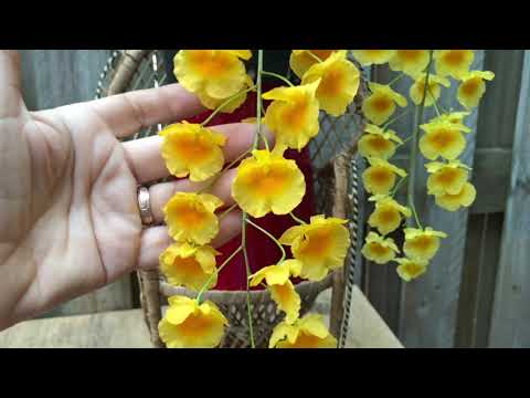 Видео: Dendrobium lindleyi  💛 цветение и уход