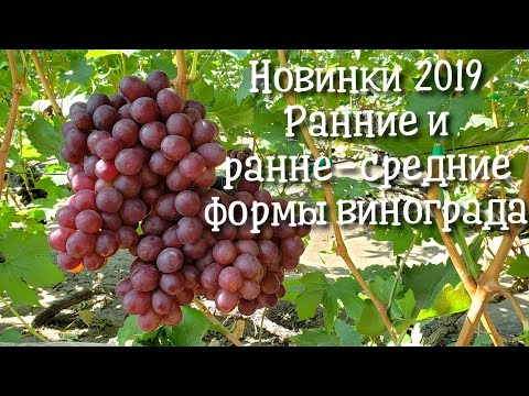 Видео: ОБРАТИТЕ ВНИМАНИЕ!! Подборка самых запоминающихся ранних и ранне-средних форм винограда 2019 года