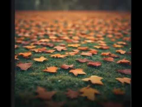 Видео: Такая разная осень