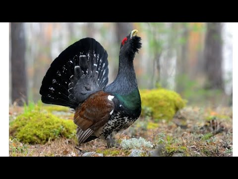 Видео: Таксидермия . Изготовление чучела глухаря #1