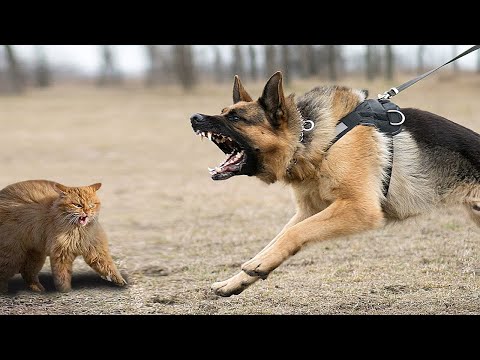 Видео: Кошка уже попрощалась с жизнью, как вдруг...