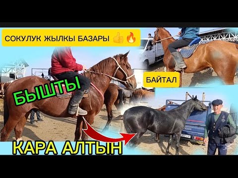 Видео: ЖЫЛКЫ БАЗАР СОКУЛУК МАЛ БАЗАР 25/10/25/ТАЙЛАР АТТАР 
