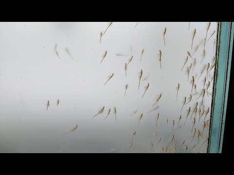 Видео: Артемия выращивание до взрослой особи /Artemia rearing to adult