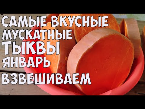 Видео: САМЫЕ УРОЖАЙНЫЕ МУСКАТНЫЕ СОРТА ТЫКВЫ!! ДОЛЕЖАЛИ ДО ЯНВАРЯ!!!РАЗРЕЗАЕМ!!!