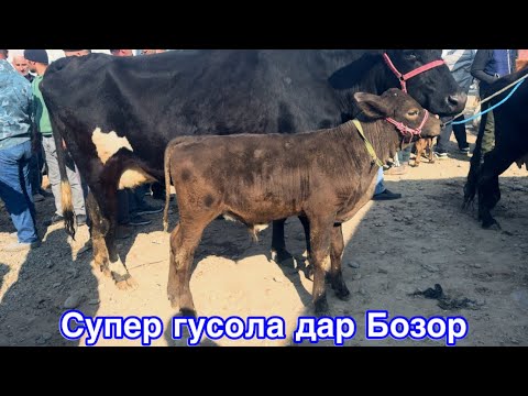 Видео: Шанбебозори Фархор Нарх Арзон шуд,    9 ноября 2025 г.