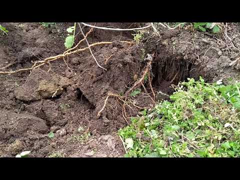 Видео: Маракуйя северная.Как перезимовали корни однолетних растений  в открытом грунте.
