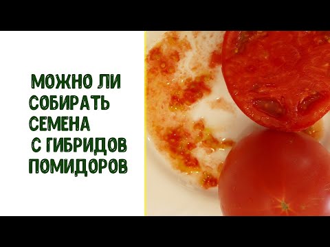 Видео: Можно ли собирать семена с гибридов помидоров