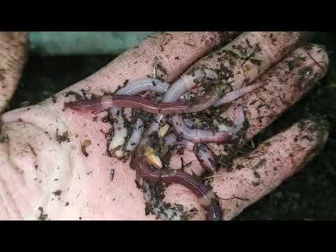 Видео: Как перенаселение червя,влияет на его массу и его скорость роста