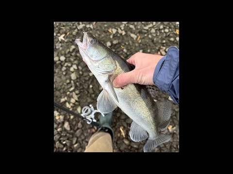 Видео: Рыбалка 🎣🎣🎣